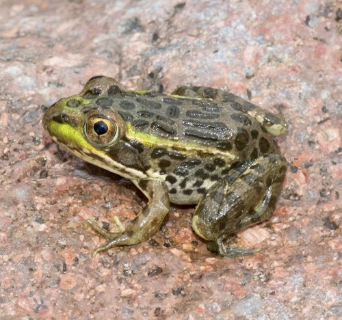 Chiricahua Leopard Frog