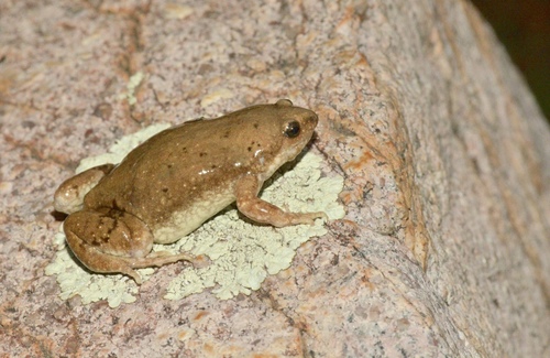 Mazatlan Narrow-mouthed Toad