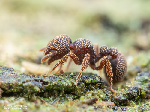 Calyptomyrmex beccariiCalyptomyrmex beccarii