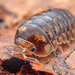 Isopods - Photo (c) Nicky Bay, all rights reserved, uploaded by Nicky Bay