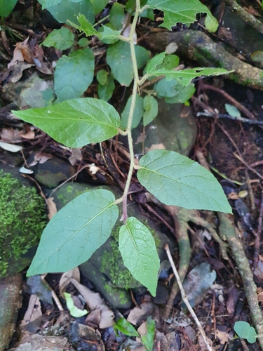 Solanum serpens