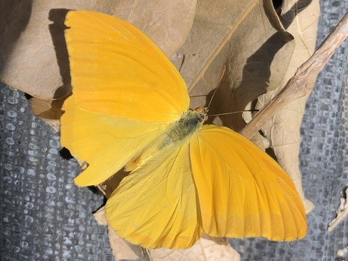 Large Orange Sulphur