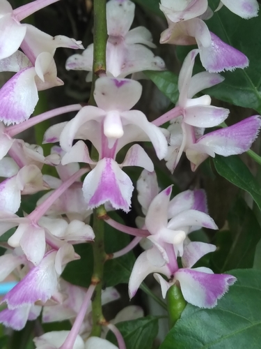 Sickle Aerides