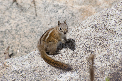 Uinta Chipmunk