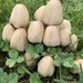 Coprinellus micaceus - Photo (c) Autumn, όλα τα δικαιώματα διατηρούνται, uploaded by Autumn