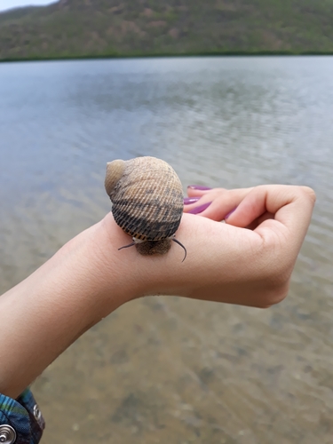 Rough-ribbed Nerite