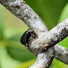 Image of Amphicnephes stellatus