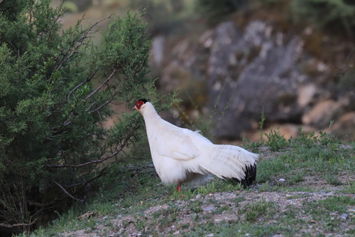 White Eared-Pheasant