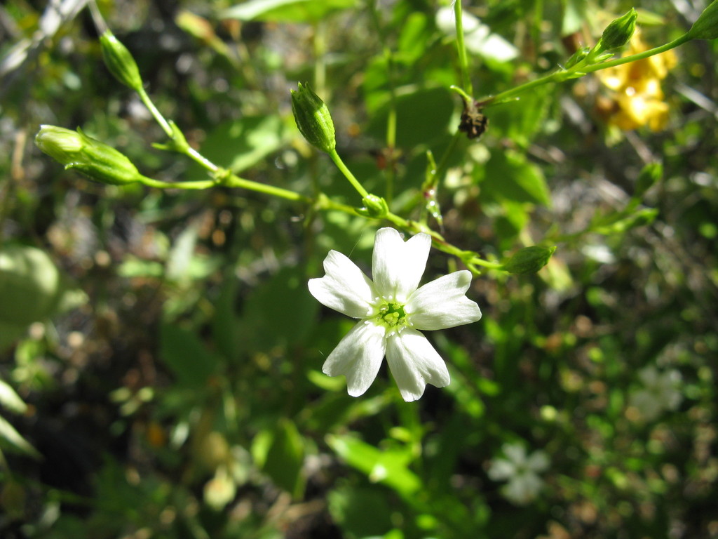 Silene lanceolata (Pohakuloa Training Area) · iNaturalist