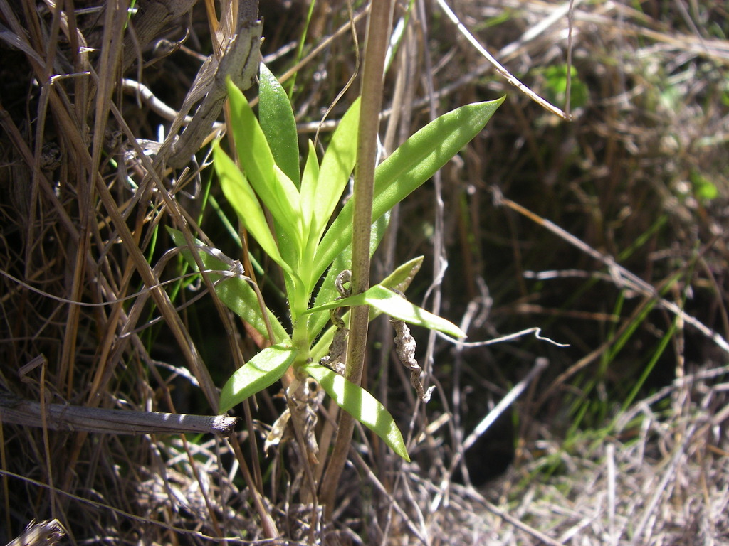 Silene lanceolata (Pohakuloa Training Area) · iNaturalist