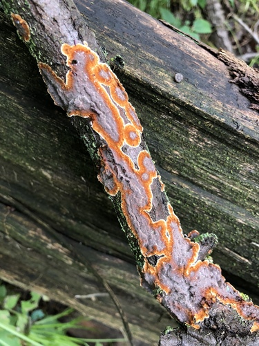 Oak Curtain Crust Fungus