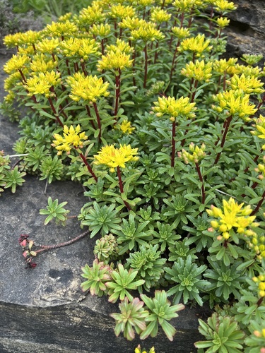 Hybrid Stonecrop