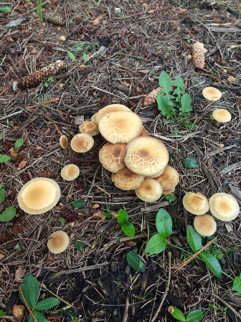 Mulch Fieldcap from Eaton Rapids, MI 48827, USA on May 27, 2022 at 11