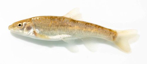 Central Stoneroller
