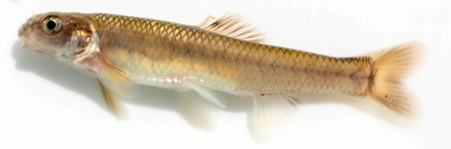 Bluntnose Minnow