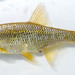 Golden Shiner - Photo (c) Michael Tobler, all rights reserved, uploaded by Michael Tobler