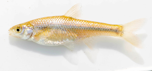Topeka Shiner