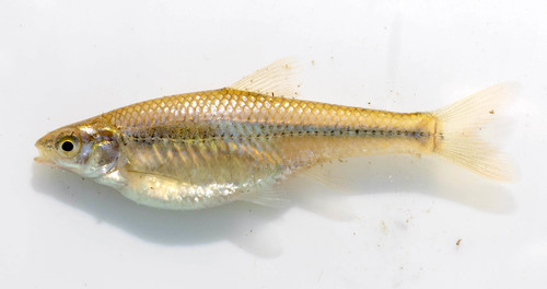 Topeka Shiner