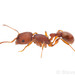 Pogonomyrmex imberbiculus - Photo (c) Steven Wang, all rights reserved, uploaded by Steven Wang