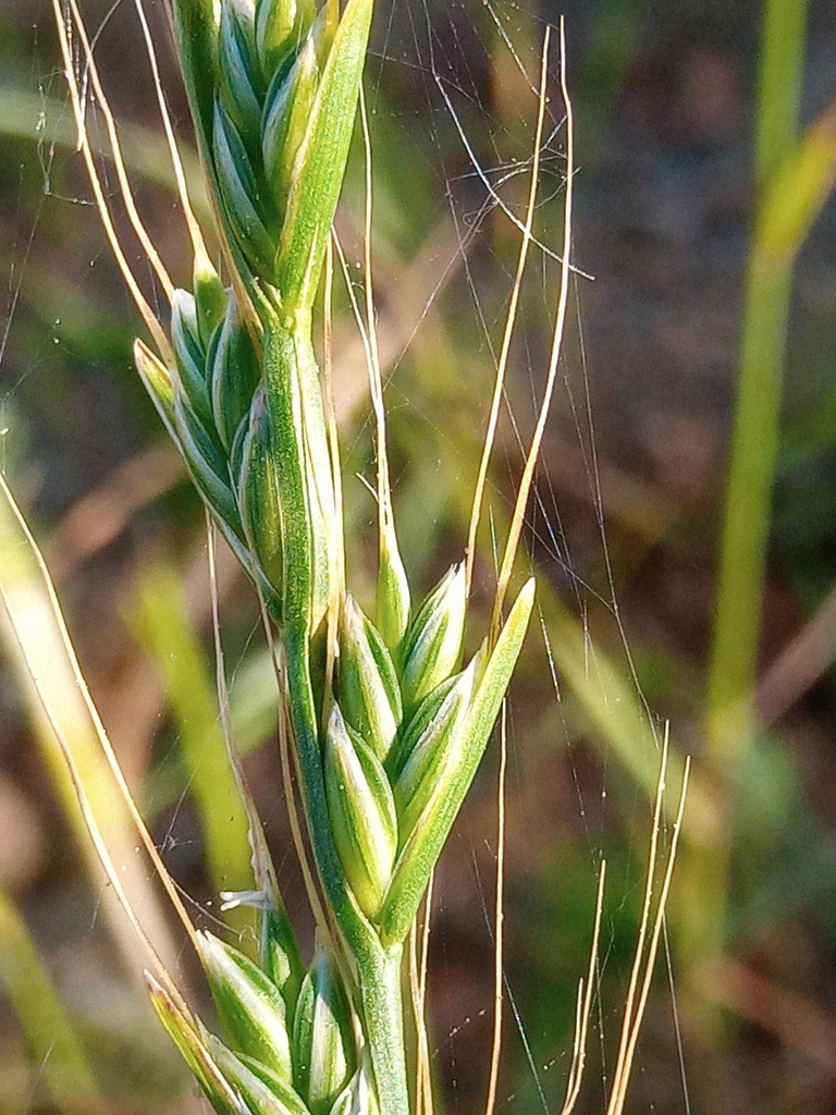 Darnel Ryegrass from Beja, 7800, Portugal on April 16, 2022 at 08:48 AM ...