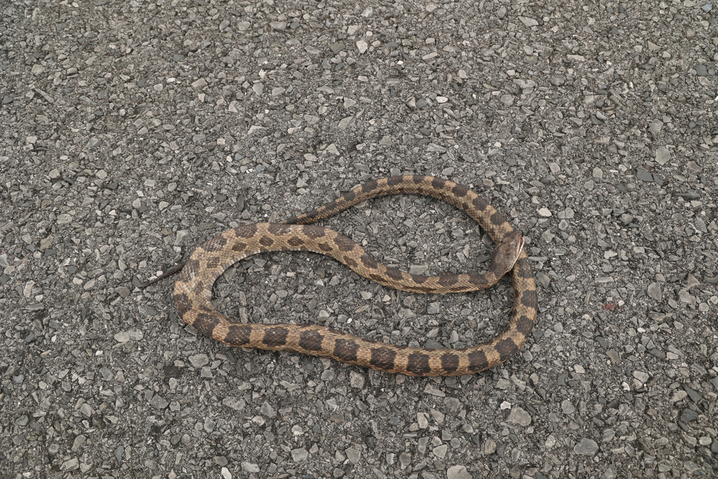 Western Ratsnake in May 2022 by captainjack0000. Around 5' long ...