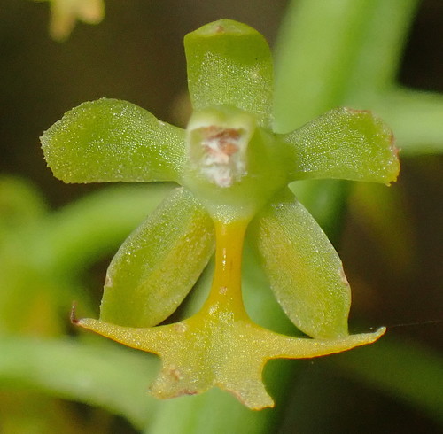 Cryptarrhena lunata