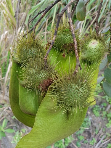Centrolobium ochroxylum Rose ex Rudd