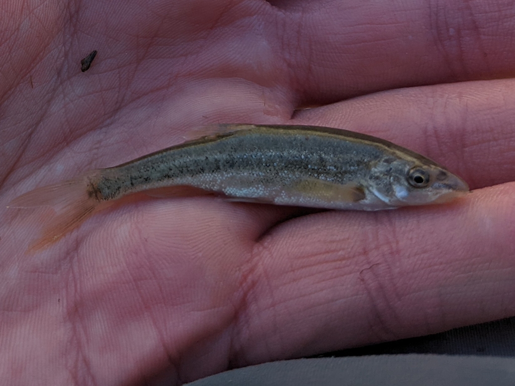 Speckled Dace from Castle Dale, UT 84513, USA on May 18, 2022 at 08:28 ...