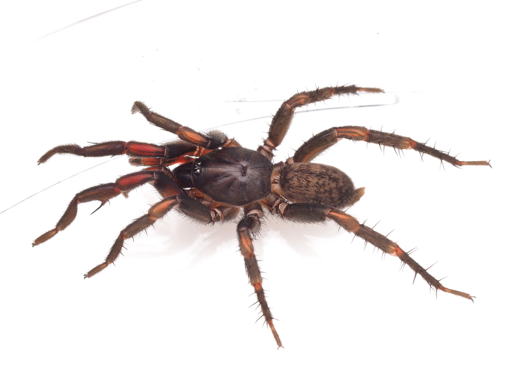 Chenistonia from Newcastle NSW, Australia on May 18, 2022 at 0244 PM