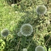 Echinops pungens - Photo 由 Selim Efe Cive 所上傳的 (c) Selim Efe Cive，保留所有權利