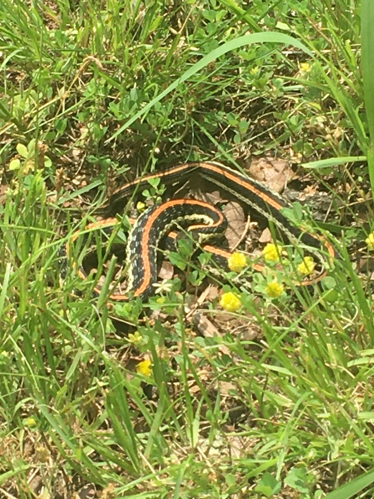 Common Garter Snake from RT17, Mountain View, MO, US on May 21, 2022