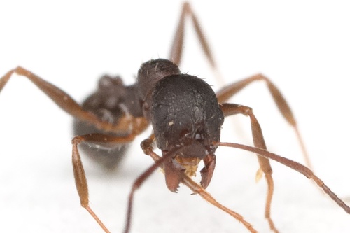 Aphaenogaster miamiana