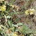 Salvia cryptantha - Photo (c) Nermin Biber, all rights reserved, uploaded by Nermin Biber