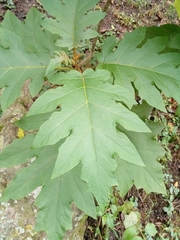 Image of Solanum chrysotrichum