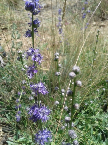 Globularia orientalis