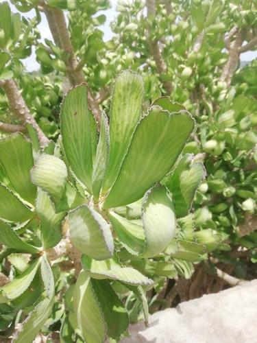 Euphorbia unispina
