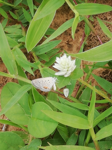 Brown Grass Jewel