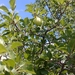 Italian Plum - Photo (c) Nermin Biber, all rights reserved, uploaded by Nermin Biber