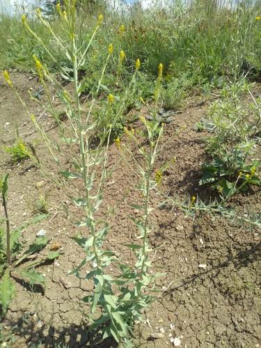 Linaria genistifolia ssp. genistifolia