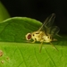 Tritaeniopteron excellens - Photo (c) 熊盛志, all rights reserved, uploaded by 熊盛志