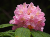 Pacific Rhododendron - Photo (c) Wendy Feltham, all rights reserved, uploaded by Wendy Feltham