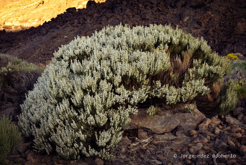 Retama del Teide