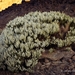 White-flowered Broom - Photo (c) Jorge Hernández López, all rights reserved, uploaded by Jorge Hernández López