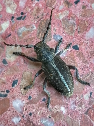 Iberodorcadion suturale