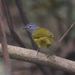 Western Mountain-Greenbul - Photo (c) Johnny Wilson, all rights reserved, uploaded by Johnny Wilson