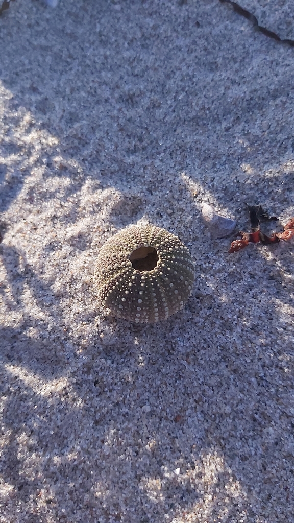 Sea Urchin (Purple)