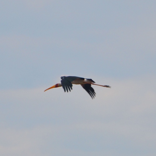 Yellow-billed Stork