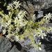 Dudleya densiflora - Photo (c) Cedric Lee, todos os direitos reservados, uploaded by Cedric Lee