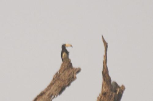 Congo Pied Hornbill