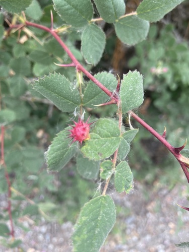 iNaturalist observation photo of Spiny Leaf Gall Wasp